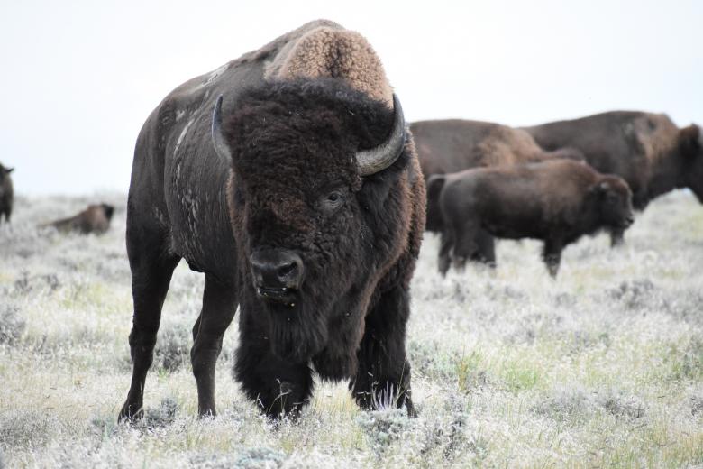 Several bison graze on a grassy plain. 