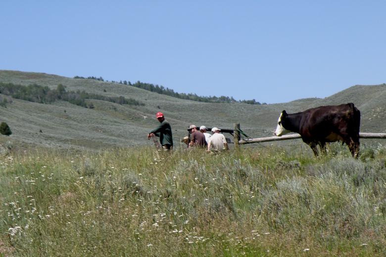 A cow looks at a crew working on a fence in a pasture with mountains in the background.