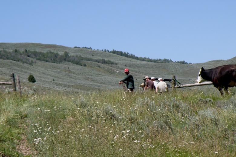 A cow looks at a crew working on a fence in a pasture with mountains in the background.