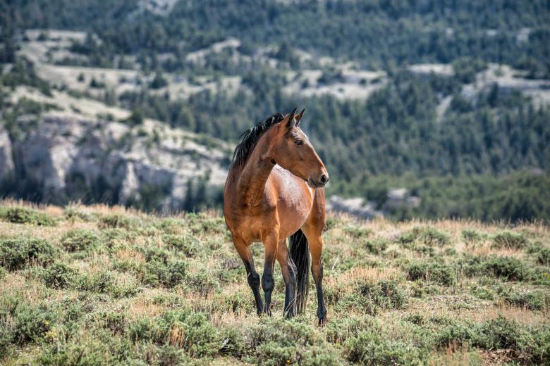 A photo of a brown wild horse standing on a grassy field with mountain terrain in the background.