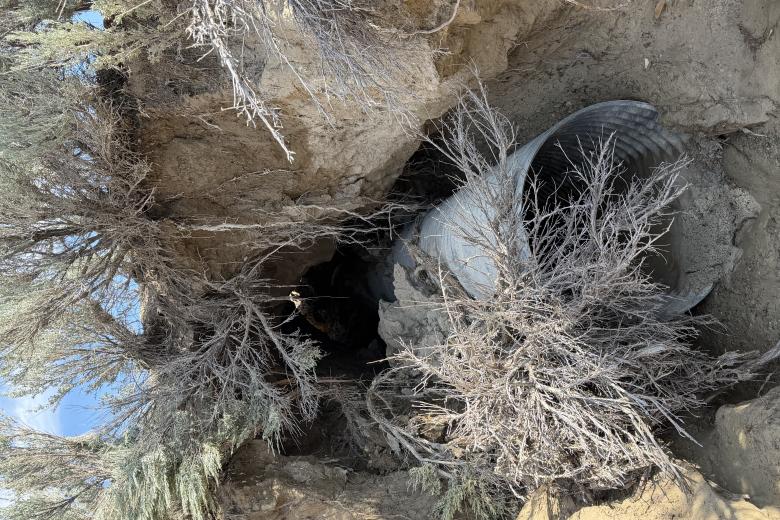 a metal culvert under a road with a bush growing near the opening is shown with dirt completely eroded away from it