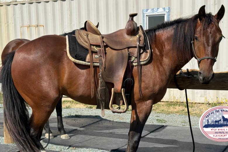 Ranger all saddled up near a sidewalk.