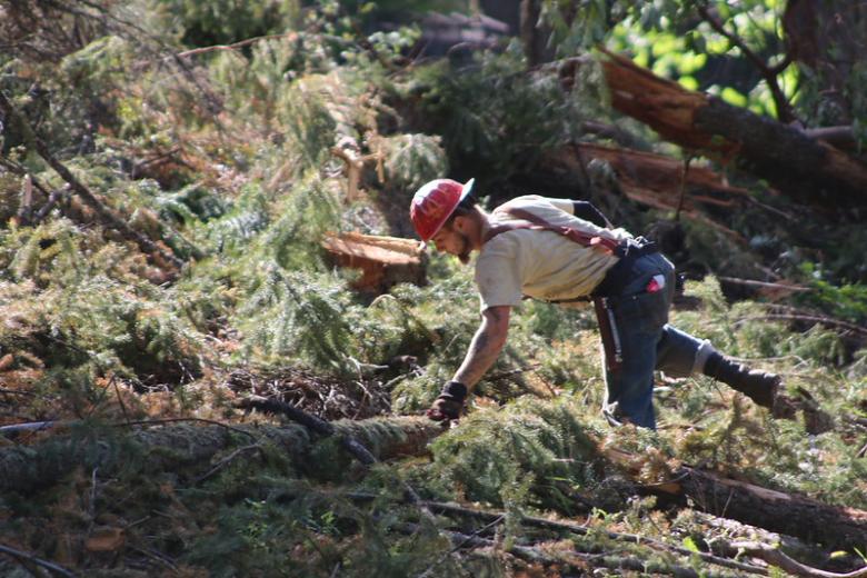 A forester wearing a red hard hat bends down to touch a fallen evergreen tree in the midst of broken branches.