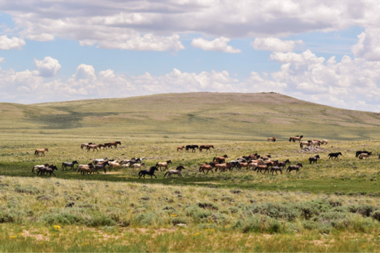 BLM-WY-RedDesertHMA