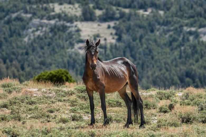 A photo of a thin brown horse standing in the middle of a sparse vegetation
