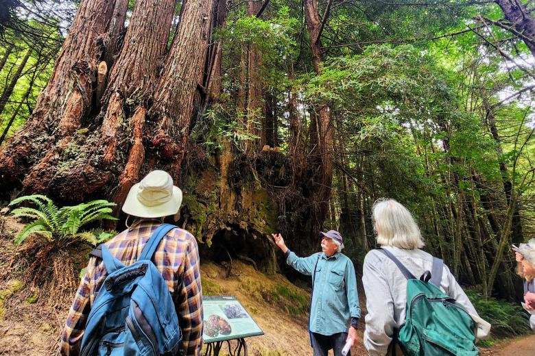 Three people standing on trail in thick forest talking and gazing at large trees