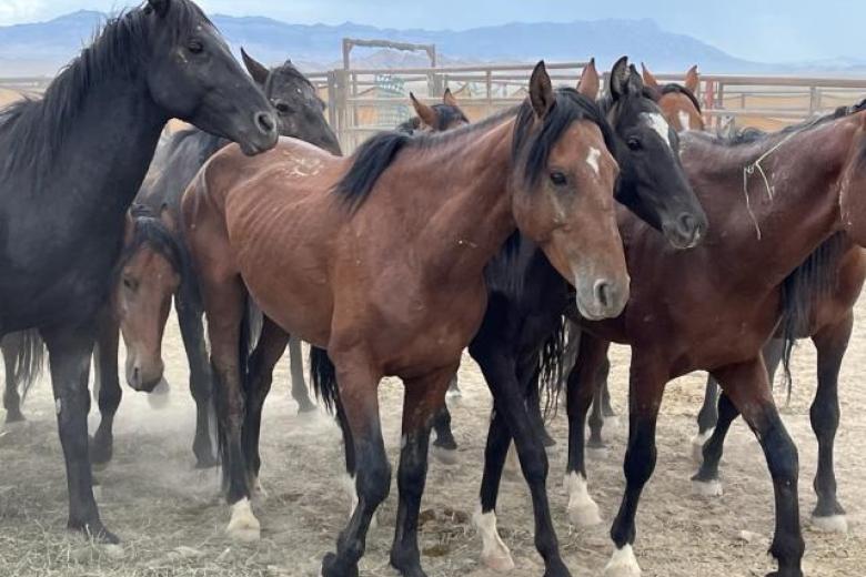 Several horses in poor body condition with corral and mountains in background