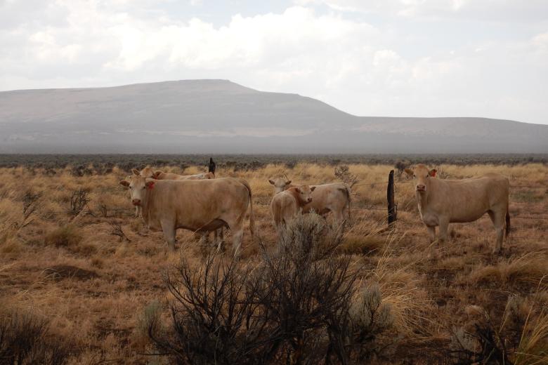 Five light brown cows grazing on land managed by the BLM Applegate Field Office.