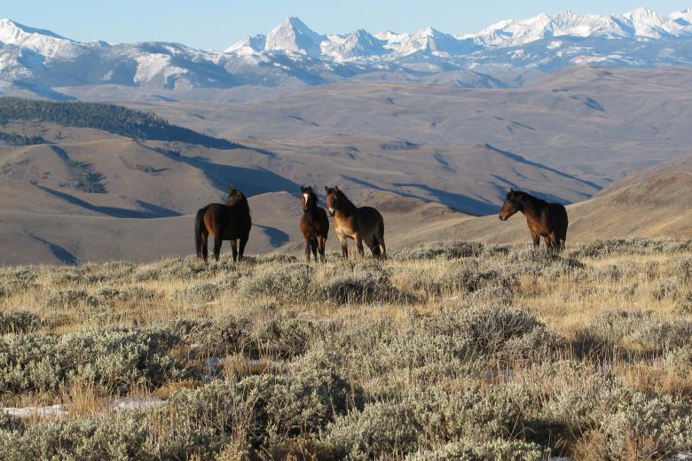 Wild horses in the Challis wild horse herd 