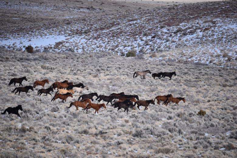 A group of horses running through a snow-dusted shrubby desert landscape