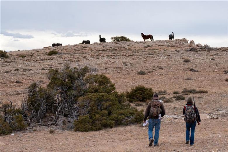 Billings Field Office employees make their way across the rugged, rocky terrain of the Pryor Mountains Wild Horse Range as they prepare to administer fertility control vaccines to mares via darting, where challenging ground and wide, open landscapes can make locating and approaching the animals difficult. (BLM photo by Ann Boucher)