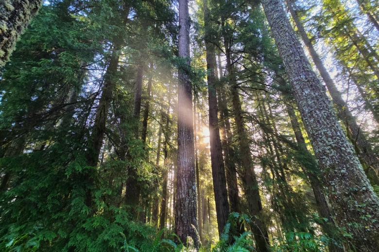 Beam of sunlit shines through a dense forest of tall trees covered by ferns on the forest floor.