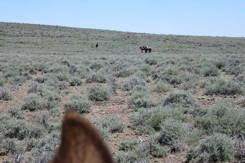 photo of wild horses and burros on the range