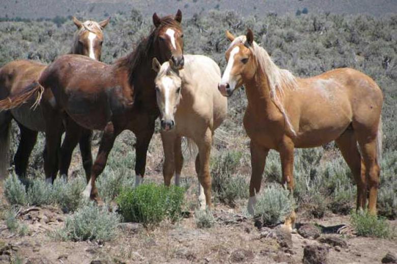 photo of wild horses and burros on the range