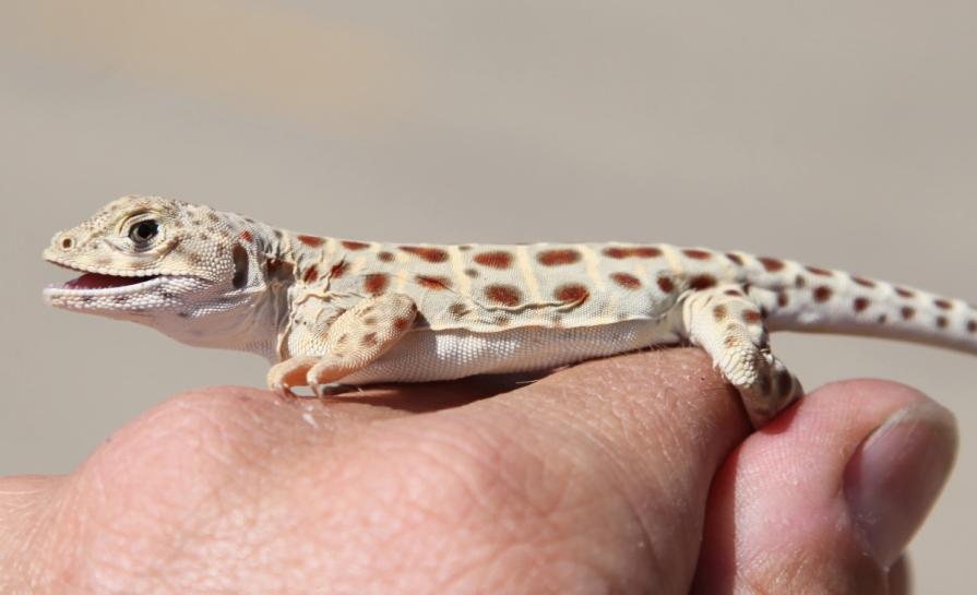 Baby leopard lizard sits on a hand. Photo by Michael Westphal.