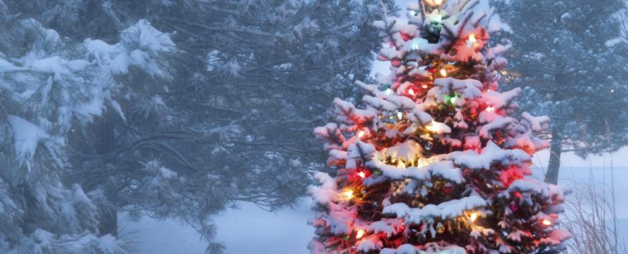 Idaho_Christmas-Tree-Permits