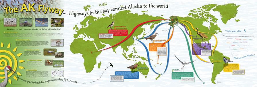 Campbell Creek Science Center Flyway Exhibit Wall 1 showing bird migration