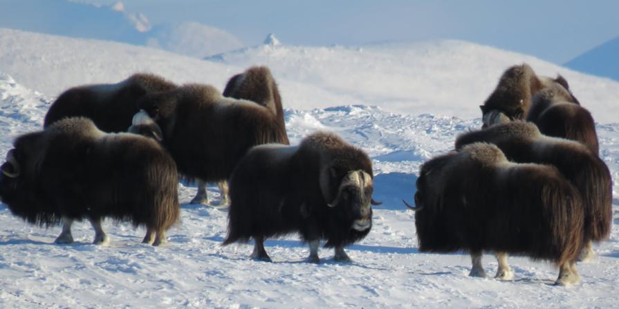 Group of Musk Ox in the winter in western Alaska