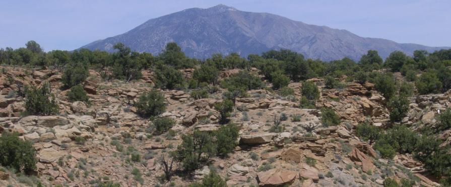 VARIATION OF SHRUBS and firs with loose rock in foreground. Mountain in distance