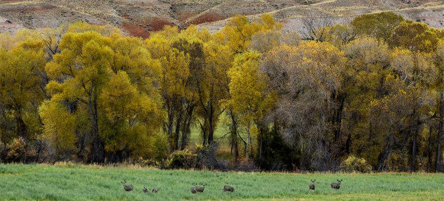 WY_TrapperCreekWSA1