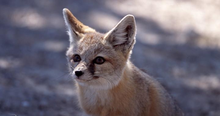 Utah - Wildlife  BUREAU OF LAND MANAGEMENT