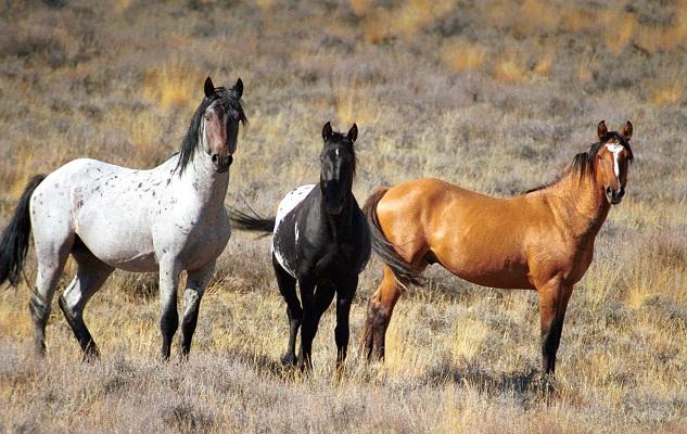 Warm Springs Wild Horse Gather