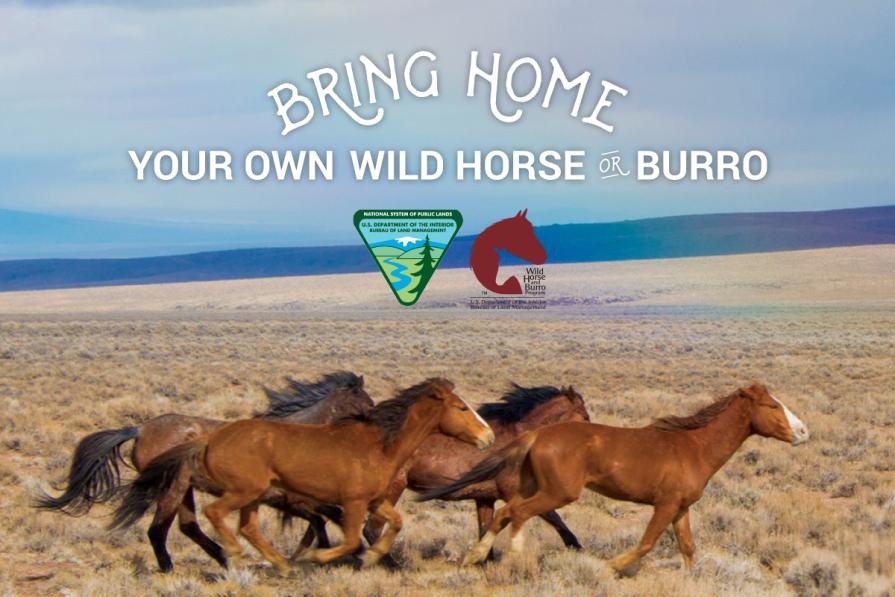 Horses running on a plain, words say Bring Home your own wild horse or burro. 