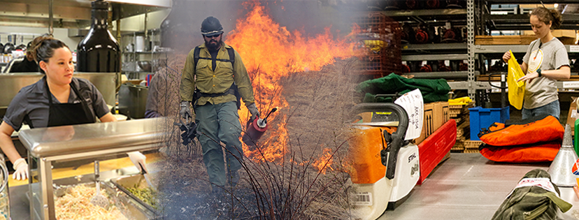 Three photos of people working blended together. The left photo shows a woman serving food, the middle is of a male firefighter using a drip torch to light grass on fire. The right photo is of a woman standing in back of a table of chainsaw equipment.