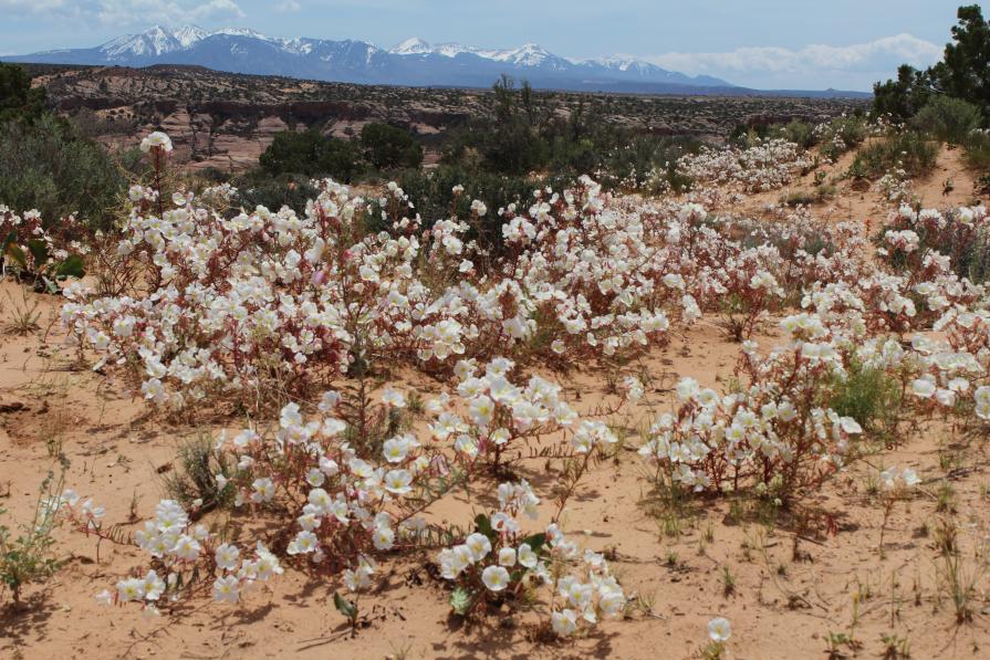 A field of wildflowers at Lost Spring Canyon Wilderness Study Area, Utah.