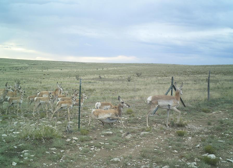 Pronghorn cross under a wildlife friendly barbed wire fence in the Macho Habitat Management Area northwest of Roswell, NM