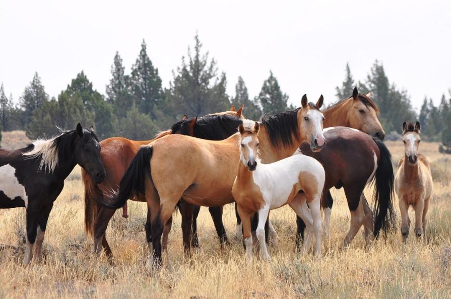 2020 South Steens Wild Horse Gather