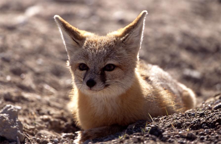 A kit fox sits in the sand at Little Sahara Recreation Area, Utah. 