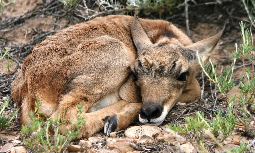 An pronghorn antelope kid naps in the spring grass. 