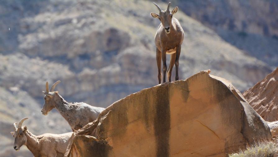 Bighorn sheep look down on photographer Chad Douglas.