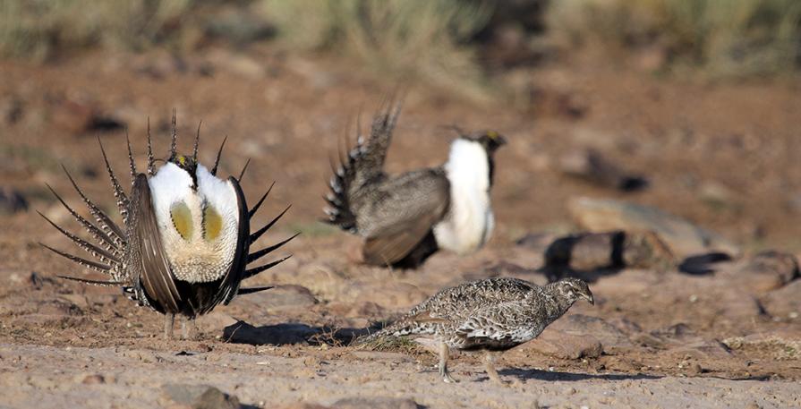 Greater Sage-grouse in Parker Mountain, Utah. Photo by Seth Topham.