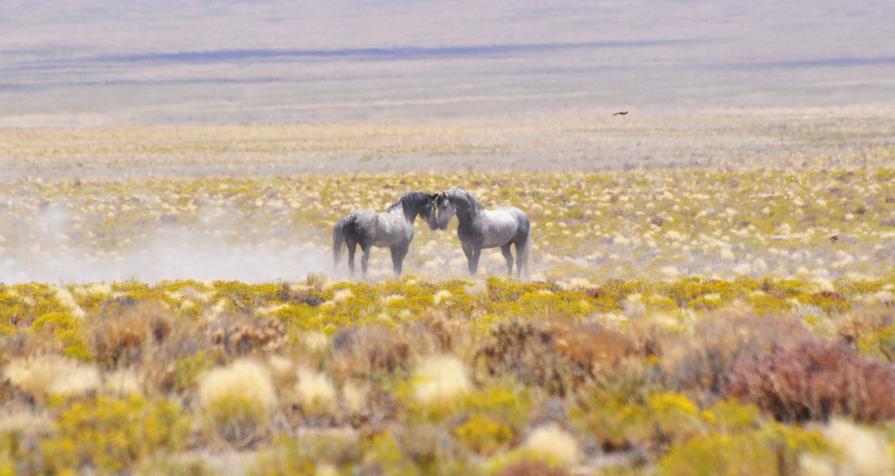 Horses on Stone Cabin HMA