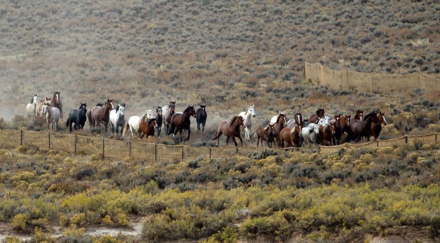 Horses running on a field.