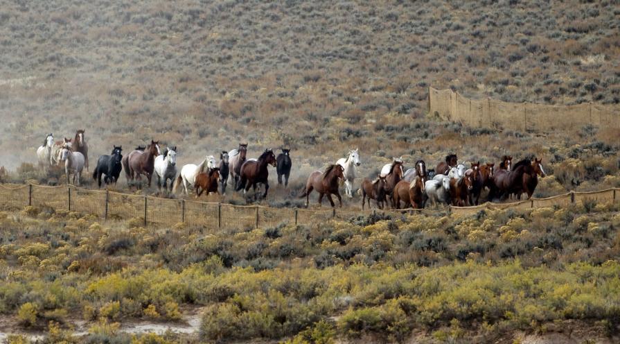 Horses running on a field. 