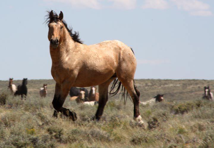 One horses on a plain. 