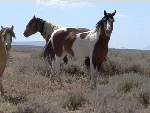 Horses in the field. 