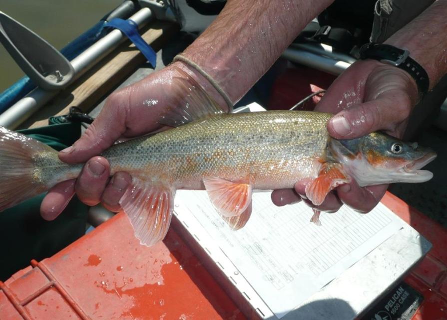 Roundtail fish is held for measurements.