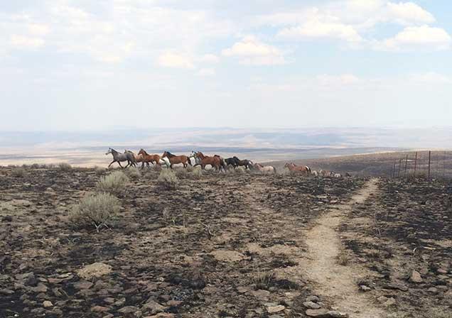 photo of wild horses and burros on the range