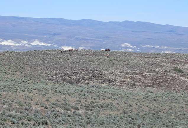 photo of wild horses and burros on the range