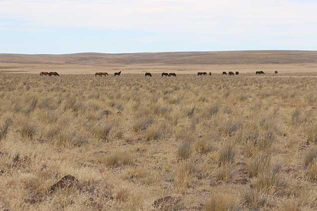 photo of wild horses and burros on the range