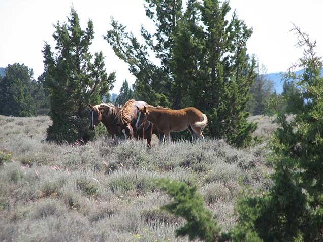 photo of wild horses and burros on the range