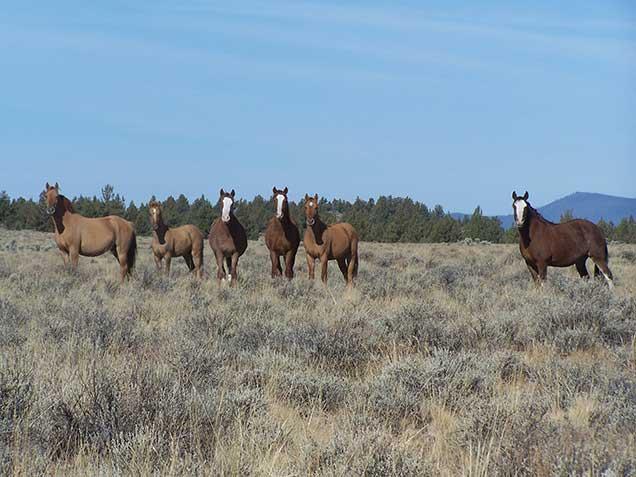 photo of wild horses and burros on the range