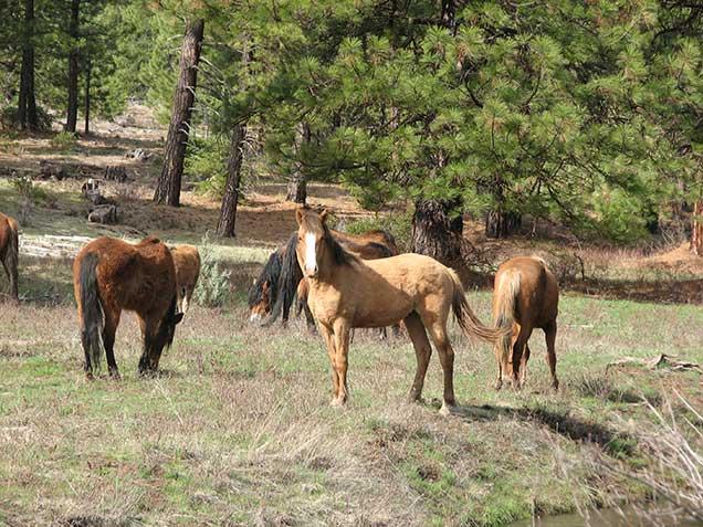photo of wild horses and burros on the range