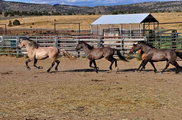 photo of wild horses and burros on the range