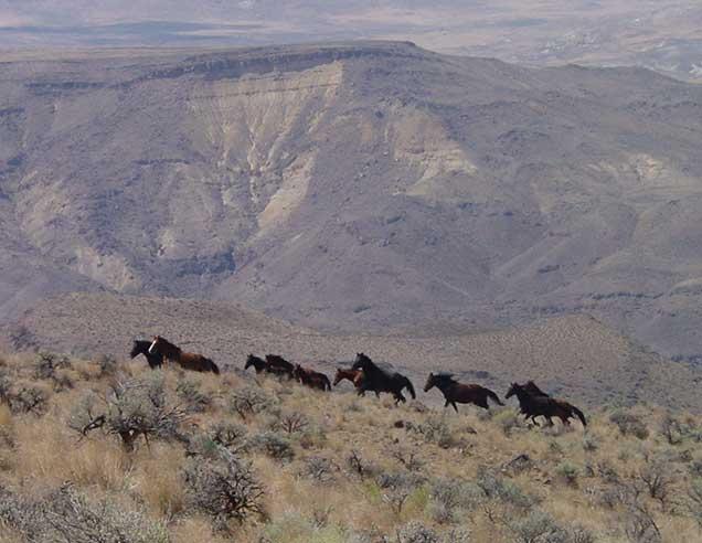 photo of wild horses and burros on the range