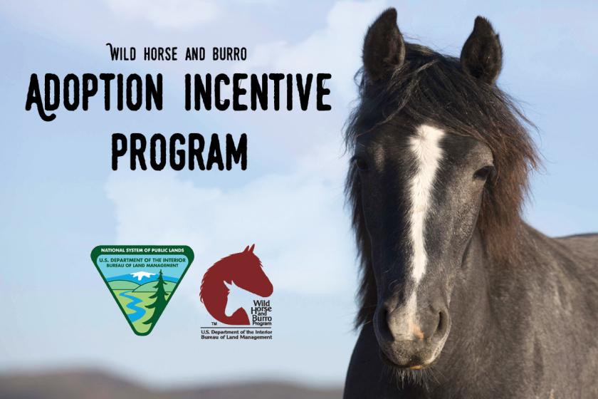 A picture with a horse and the words "Adoption Incentive Program"